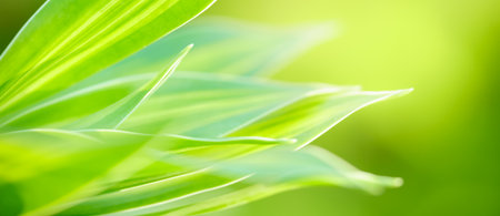 Abstract nature green blurred background nature leaf on greenery background in garden with copy space using as background wallpaper page concept.の写真素材