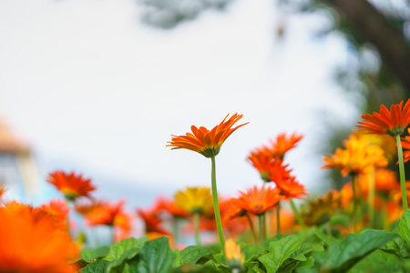 Closeup of orange Gerbera flower under sunlight with copy space use in background natural green plants landscape, ecology wallpaper cover page concept.の写真素材