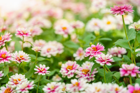 Closeup of pink and white Zinnia flower under sunlight using as background natural green plants landscape, ecology wallpaper cover page concept.の写真素材