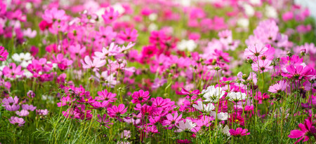 Closeup of pink and white Cosmos flower under sunlight with copy space  background natural green plants landscape, ecology wallpaper cover page concept.の写真素材