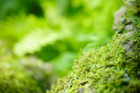 Beautiful nature view green Moss on stone with blurred greenery background under sunlight and copy space using as background natural plants landscape, ecology wallpaper concept.の写真素材