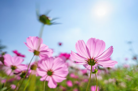 Closeup of pink Cosmos flower with blue sky under sunlight with copy space  background natural green plants landscape, ecology wallpaper cover page concept.の写真素材