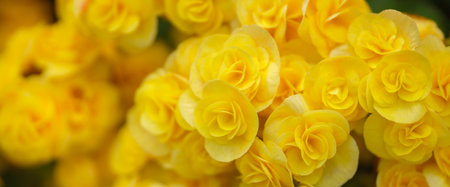 Closeup of yellow mini flower under sunlight using as background natural green plants landscape, ecology wallpaper cover page concept.の写真素材