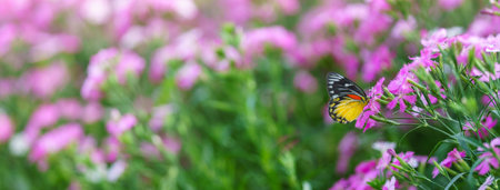 Nature view of beautiful yellow and black butterfly on pink flower and green nature blurred background in garden with copy space using as background insect, natural landscape, ecology, fresh cover page concept.の写真素材