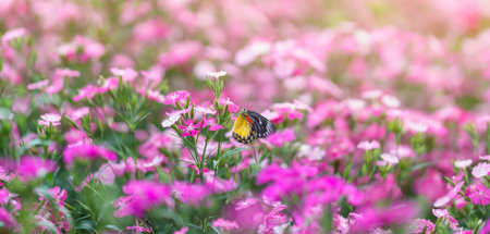 Beautiful yellow and black butterfly on pink flower and green nature blurred background in garden with copy space using as background insect, natural landscape, ecology, fresh cover page concept.の写真素材
