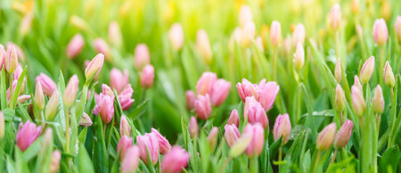 Closeup of pink Tulip flower with water drop under sunlight using as background natural plants landscape, ecology wallpaper cover page concept.の写真素材