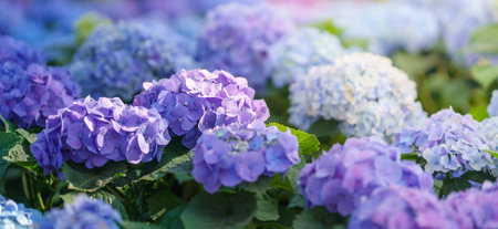 Closeup of field of purple and blue Hydrangea flower under sunlight with copy space  background...