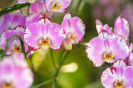 Closeup of pink and purple Orchid flower under sunlight using as background natural plants landscape, ecology wallpaper cover page concept.の写真素材