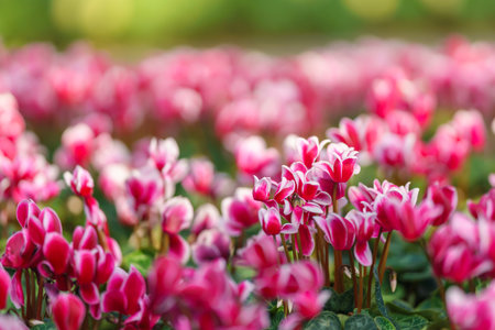 Closeup of mini white and pink flower under sunlight with copy space using as background natural green plants landscape, ecology wallpaper cover page concept.の写真素材