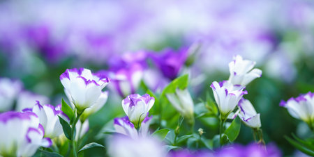Closeup of mini white and purple flower under sunlight with copy space using as background natural...