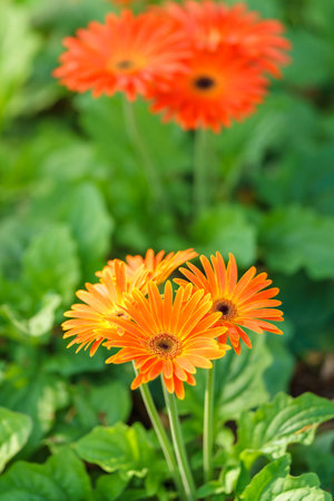 Closeup of orange Gerbera flower under sunlight with green nature using as background natural plants landscape, ecology wallpaper cover page concept.の写真素材