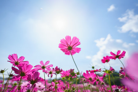 Closeup of pink Cosmos flower with blue sky under sunlight with copy space  background natural green plants landscape, ecology wallpaper cover page concept.の写真素材