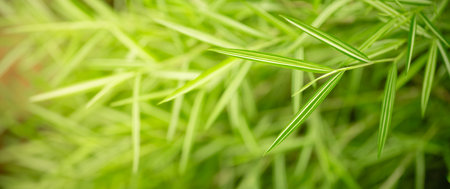 Abstract nature green Bamboo leaf with blurred leaves nature and greenery background in garden with copy space using as background wallpaper page concept.の写真素材