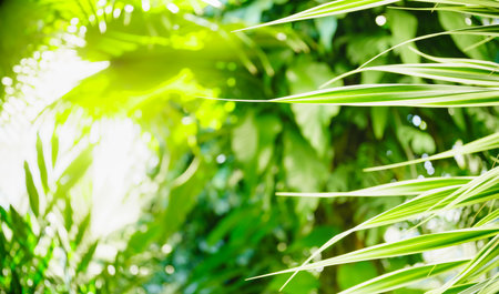 Abstract nature green blurred background nature leaf on greenery background in garden with copy space using as background wallpaper page concept.の写真素材