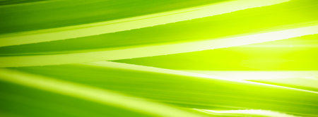 Abstract nature green blurred background nature leaf on greenery background in garden with copy space using as background wallpaper page concept.の写真素材