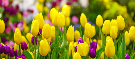 Closeup of yellow and purple Tulip flower under sunlight using as background natural plants landscape, ecology wallpaper cover page concept.の写真素材