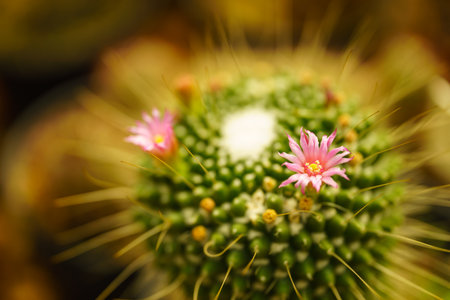 Closeup of pink cuctus flower on blurred green and yellow in garden with copy space using as background cover page concept.の写真素材