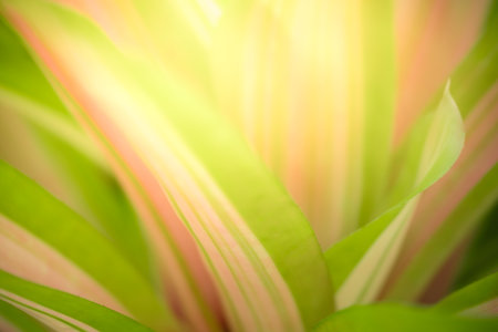 Abstract nature green blurred background nature leaf on greenery background in garden with copy space using as background wallpaper page concept.の写真素材
