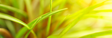 Abstract nature green blurred background nature leaf on greenery background in garden with copy space using as background wallpaper page concept.の写真素材