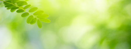 Closeup of beautiful nature view green leaf on blurred greenery background in garden with copy space using as background cover page concept.の写真素材