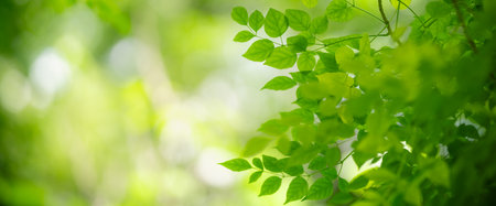 Closeup of beautiful nature view green leaf on blurred greenery background in garden with copy space using as background cover page concept.の写真素材