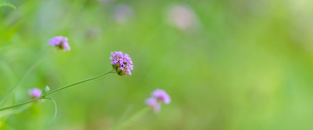 Closeup of mini purple flower under sunlight with copy space using as background natural green plants landscape, ecology wallpaper cover page concept.の写真素材