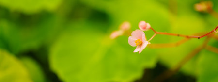 Closeup of mini pink flower under sunlight with copy space using as background natural green plants landscape, ecology wallpaper cover page concept.の写真素材