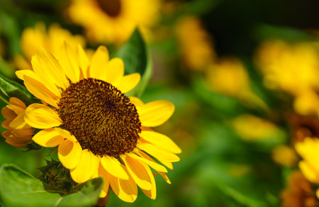 Closeup of yellow sunflower flower and honey bee under sunlight with copy space using as background natural plants landscape, ecology wallpaper in dark tone cover page concept.の写真素材