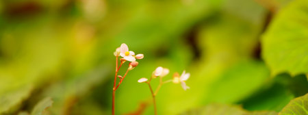 Closeup of mini pink flower under sunlight with copy space using as background natural green plants landscape, ecology wallpaper cover page concept.の写真素材