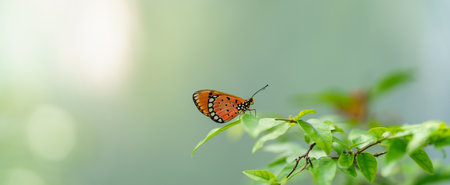 Nature view of beautiful orange butterfly on green nature blurred background in garden with copy space using as background insect, natural landscape, ecology, fresh cover page concept.の写真素材