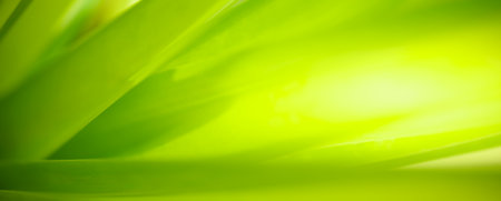 Abstract nature green blurred background nature leaf on greenery background in garden with copy space using as background wallpaper page concept.の写真素材