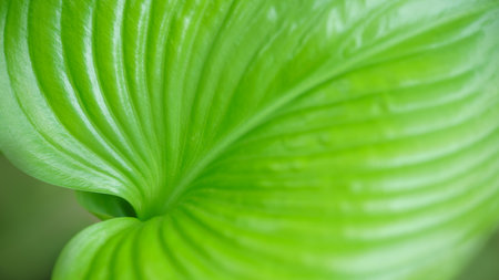 Abstract nature green leaf with blurred background on greenery in garden with copy space using as background wallpaper page concept.の写真素材