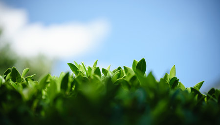 Closeup of beautiful nature view green leaf with blue sky and cloud in garden with copy space using as background cover page concept.の写真素材