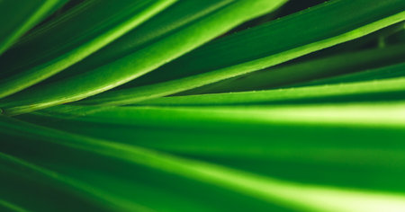 Abstract nature green blurred background nature leaf on greenery background in garden with copy space using as background wallpaper page concept.の写真素材