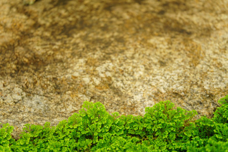 Closeup of green leaves natue and yellow stone as background using as wallpaper background and cover page concept.の写真素材