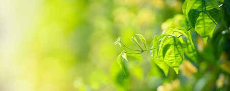 Closeup of beautiful nature view green leaf under sunlight on blurred greenery background in garden with copy space using as background cover page concept.の写真素材