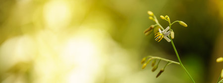 Closeup of mini white and yellow orchid flower under sunlight with copy space using as background natural green plants landscape, ecology wallpaper cover page concept.の写真素材