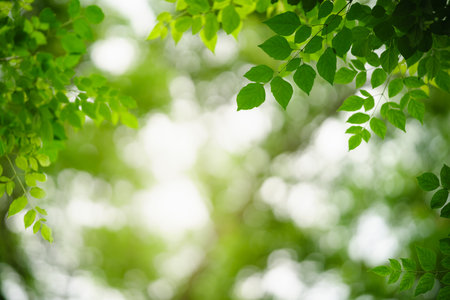 Nature of green leaf in garden at summer. Natural green leaves plants using as background cover page greenery environment ecology wallpaperの写真素材