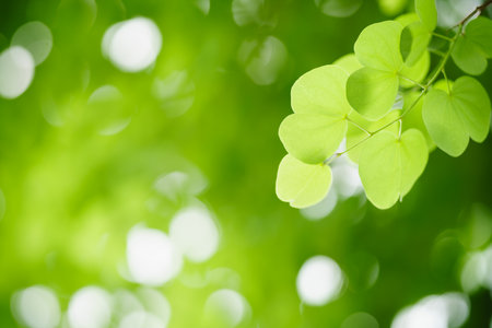 Nature of green leaf in garden at summer. Natural green leaves plants using as background cover page greenery environment ecology wallpaperの写真素材