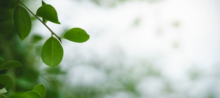 Nature of green leaf in garden at summer. Natural green leaves plants using as background cover page greenery environment ecology wallpaperの写真素材