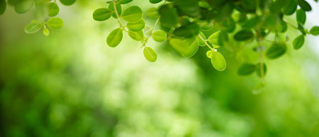 Nature of green leaf in garden at summer. Natural green leaves plants using as background cover page greenery environment ecology wallpaperの写真素材