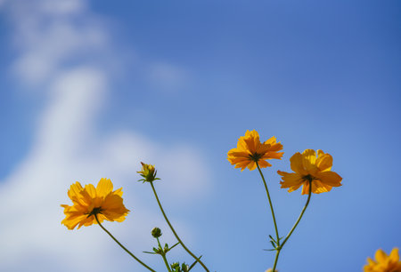 Closeup of orange Cosmos flower under sunlight with blue sky and cloud using as background natural plants landscape, ecology wallpaper cover page concept.の写真素材