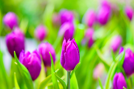 Closeup of purple Tulip flower with green leaf under sunlight using as background natural plants landscape, ecology wallpaper cover page concept.の写真素材