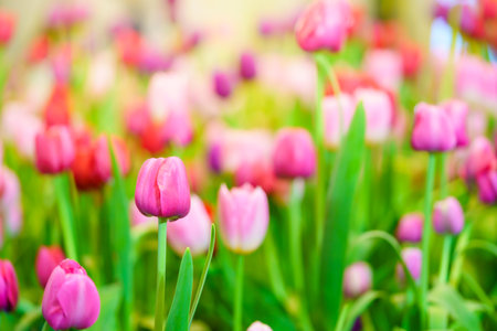 Closeup of pink and purple Tulip flower under sunlight using as background natural plants landscape, ecology wallpaper cover page concept.の写真素材