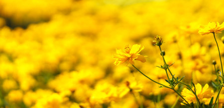 Closeup of yellow Cosmos flower under sunlight with copy space using as background natural green...