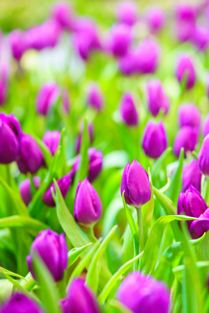 Closeup of purple Tulip flower with green leaf under sunlight using as background natural plants landscape, ecology wallpaper cover page concept.の写真素材