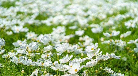 Closeup of white Cosmos flower and green leaf under sunlight with copy space  background natural green plants landscape, ecology wallpaper cover page concept.の写真素材