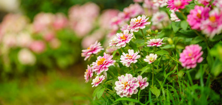 Closeup of pink and white Zinnia flower under sunlight using as background natural green plants landscape, ecology wallpaper cover page concept.の写真素材