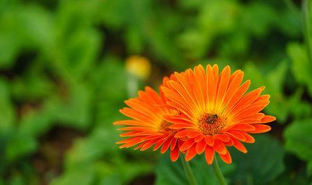 Closeup of honey bee and orange Gerbera flower with green leaf nature using as background insect natural plants landscape, ecology wallpaper cover page concept.の写真素材