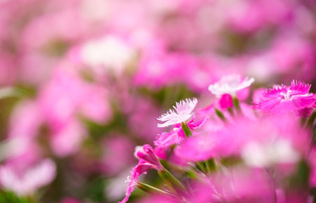 Closeup of pink and white Dianthus flower under sunlight using as background natural plants landscape, ecology wallpaper cover page concept.の写真素材
